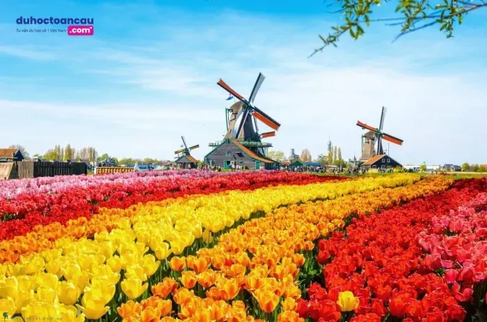 Hà Lan - quốc gia đáng sống nhất châu Âu